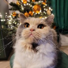 Mr_M4jster