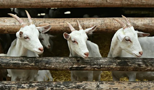 KOZY – rozpoznawanie ras