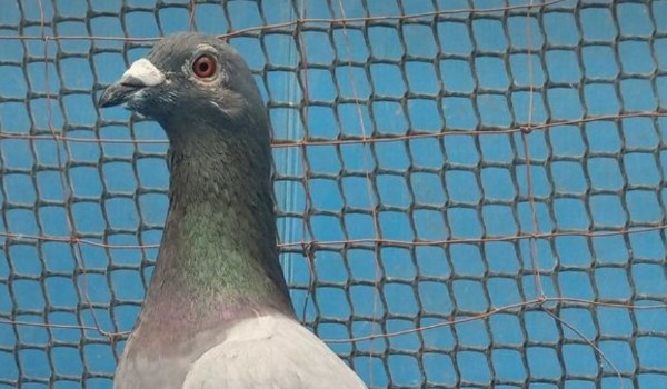 Którą krakowiankom jesteś?