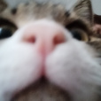 pimpek_21