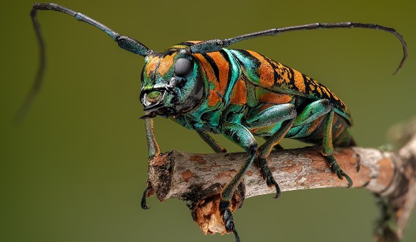 Rozpoznasz te owady?