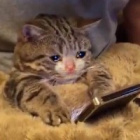LillyPillowUwU
