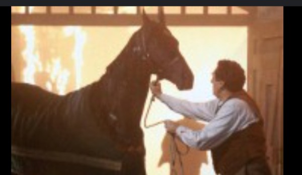 Jeździecka piękność………5