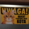 kamilosz