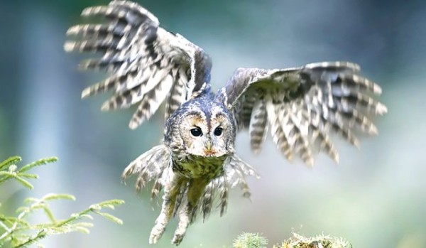 sowy – edukacja leśna