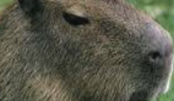 Jaką kapibarą jesteś?