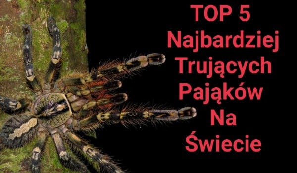 Top 5 najbardziej trujących pająków!