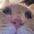 nwchuj