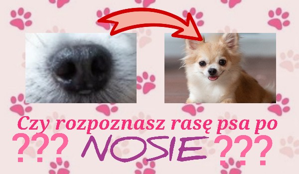 Czy rozpoznasz rasę psa po nosie?