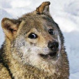 Polnocne_Zorze