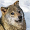 Polnocne_Zorze