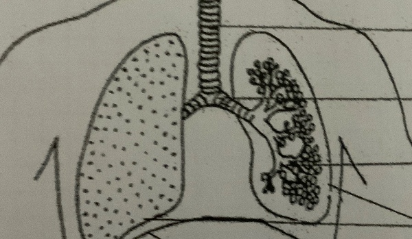 Budowa dróg oddechowych i płuc 2/2
