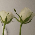 kubek.z.herbata