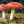 grzyboweskoorwiele