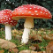 grzyboweskoorwiele