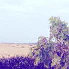 KwasJemiolowy