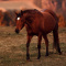 .MisiaHorses.