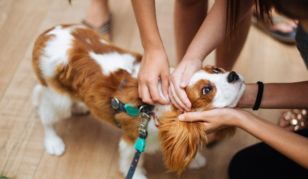 jakim psem byś była?
