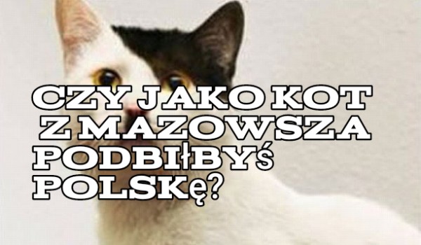Czy jako kot z Mazowsza podbiłbyś Polskę?