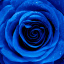 .-Blue_Rose-.