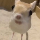 szczuaz