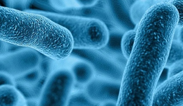 przyroda klasa 4 dział 4