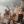 natix_2115