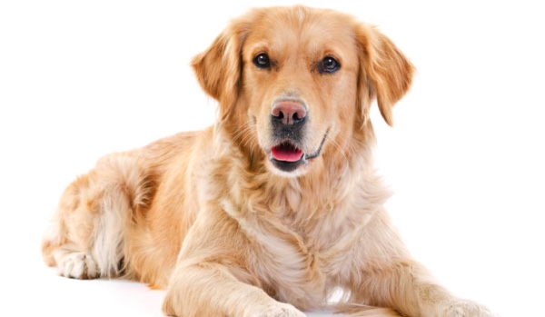 ,,Jestem Psem?!” #2