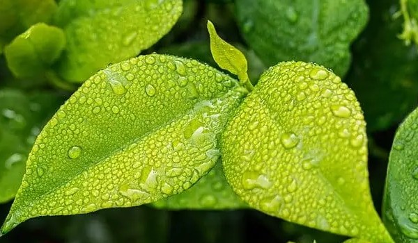 Organizm a środowisko