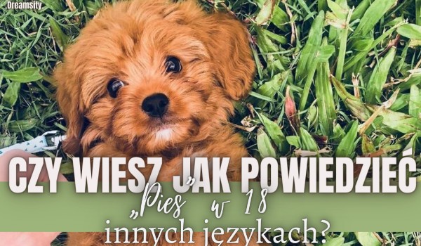 Czy wiesz jak powiedzieć „Pies” w 18 innych językach?