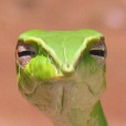 TheSnakeBest