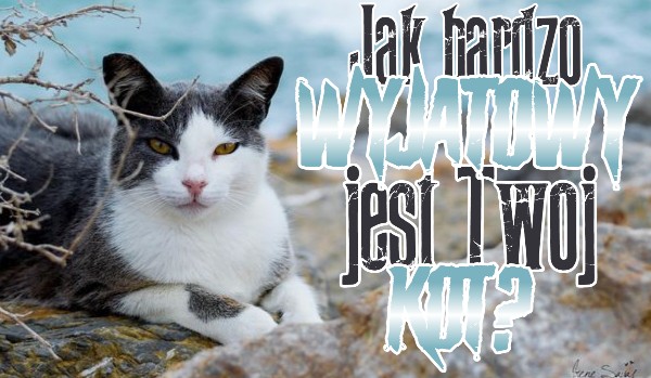 Jak bardzo wyjątkowy jest Twój kot?