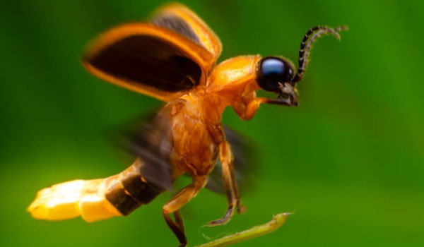 Czy jesteś Świetlikożercą?