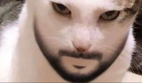 Czy jestes gupi test