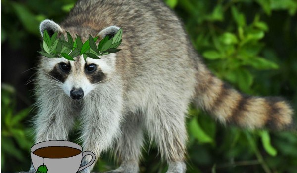 Jakim szopem jesteś?