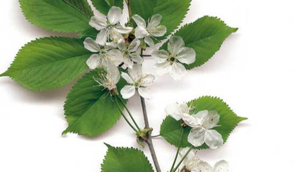 BiollasTePedyGłogiCzyCoś