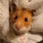 cutehamster