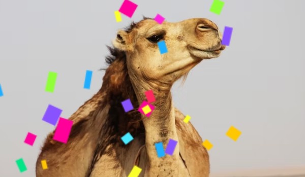 Ile jesteś wart wielbłądów?