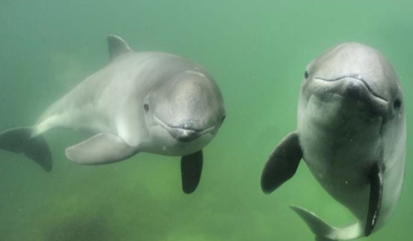 Quiz o morświnach i delfinach