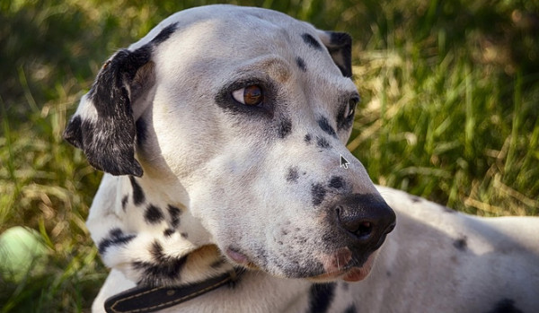 Ocena profilu @._Lucy_.