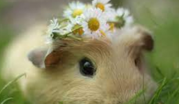 Ocena profilu @AiriDevaux