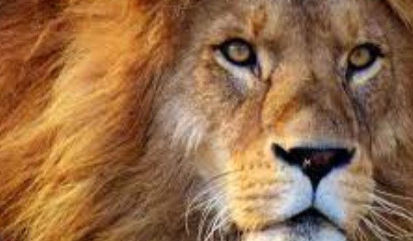 Ocena profilu @Mleczna_Lapa.