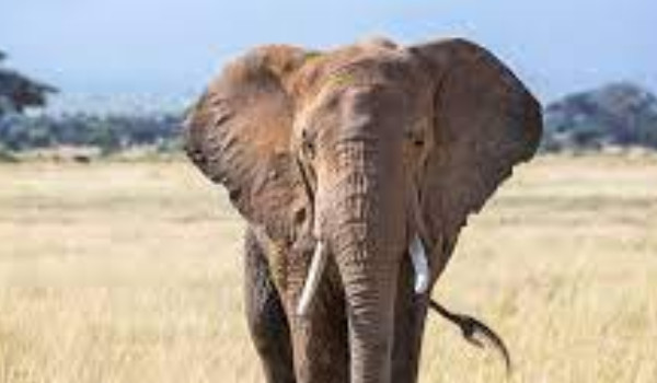 Ocena profilu @Kurier