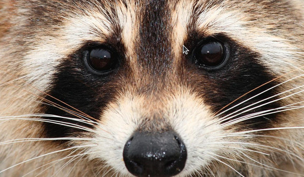 Ocena profilu @Szmeterling161