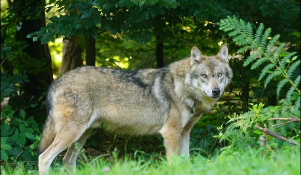 Ocena profilu @Melizabella