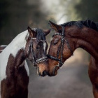 Lovehhandrealhorse
