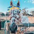 horsey_