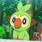 grookey