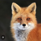 foxy_33