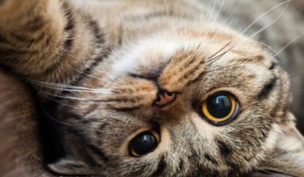 10 trudnych pytań o kotach